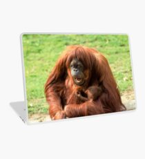 Sumatran orangutan mother with infant In a zoo Laptop Skin