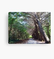 Coole Park forest Canvas Print