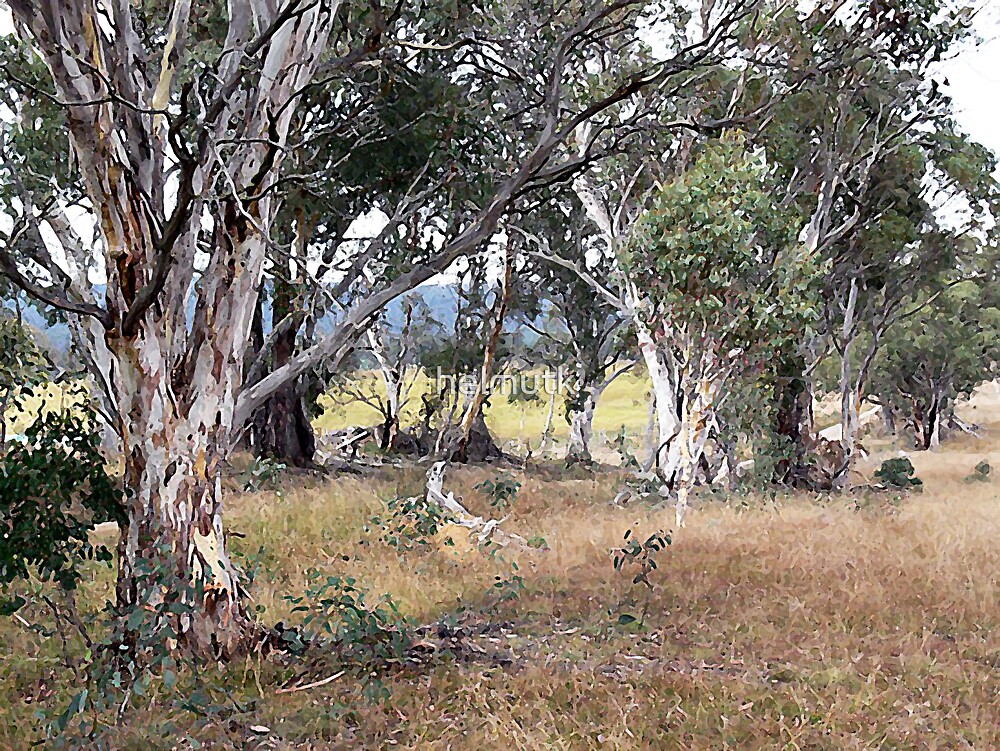"Australian Bush Art" by helmutk Redbubble