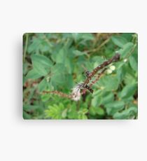 Spike Canvas Print