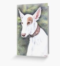 Podenco Ibicenco Greeting Card