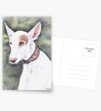 Podenco Ibicenco Postcards