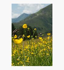 Butterblume Fotodruck