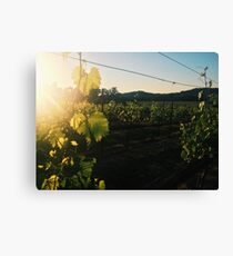 Vineyard Canvas Print