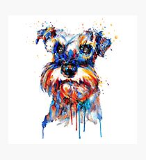 Schnauzer Kopf Fotodruck