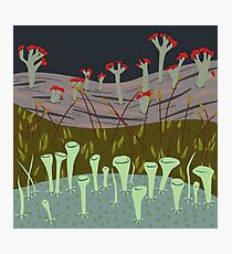 Moss with Lichens Photographic Print