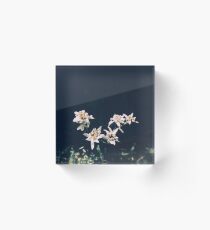 Edelweiss Acrylic Block