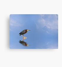 Green Heron Canvas Print