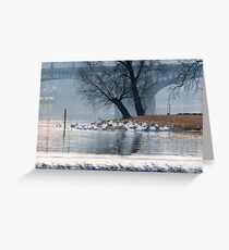 Swans in Prague Greeting Card