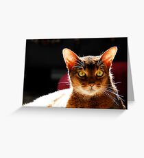 Bodhi in sunlight Greeting Card