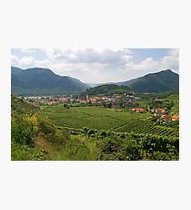 Spitz Photographic Print