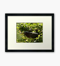 hunting bird - pájaro cazando Framed Print