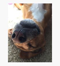 Max Photographic Print