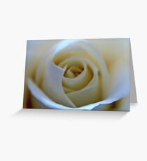 White Rose Flower Greeting Card