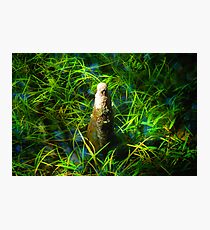 Cypress Knee Photographic Print