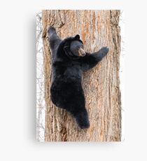Coming Down - Black Bear Canvas Print