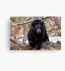 Focused - Black Bear Canvas Print