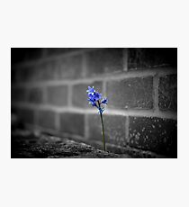 Nature Prevailing Photographic Print