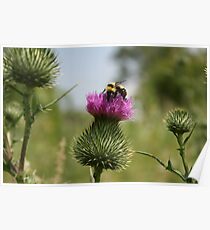 Bumble Bee on a Thistle Poster