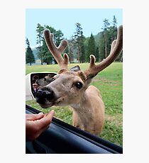 New Friend Photographic Print