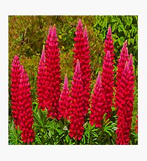 Lupin Photographic Print