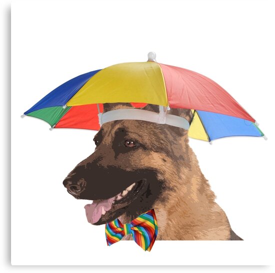 dog umbrella hat