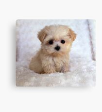Cute Puppy Canvas Print