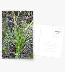 Springing Postcards