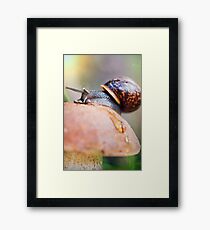 Macro world Framed Print