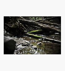 Spring Creek Photographic Print