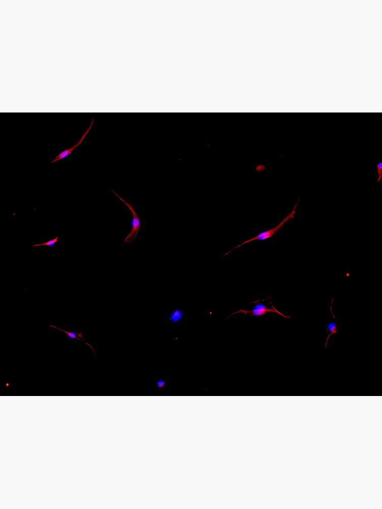 Retinal cells - Photoreceptors by thepurplelilac