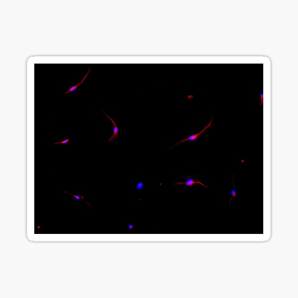 Retinal cells - Photoreceptors Sticker