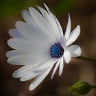 «margarita miedo» de jhawa