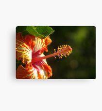 Flowers: Hibiscus Canvas Print