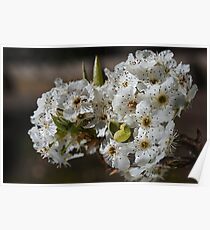 Beauty In White Spring Blossom Poster