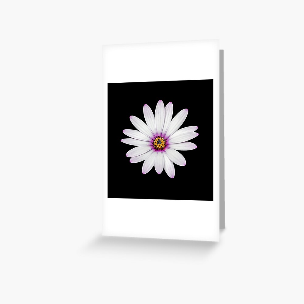 African Daisy Greeting Card