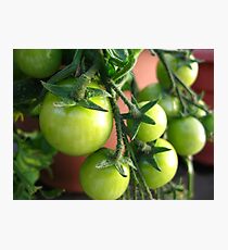 Green Tomatoes Photographic Print