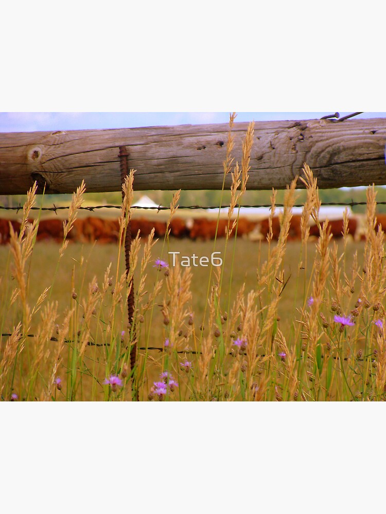 ...the rest will follow by Tate6