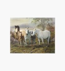 Connemara Pony Art Board