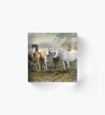 Connemara Pony Acrylic Block