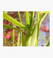 "Spike" Photographic Print