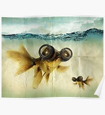 Lens Augen Fisch Poster