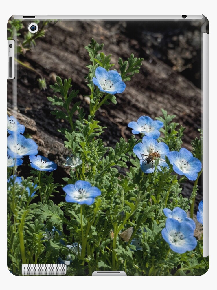 Cheerful Blue Wildflowers Nemophila Menziesii Ipad Case Skin By Celestem Redbubble