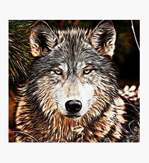 WOLF GRAY - GRAY WOLF - LOUP GRAY Photographic Print