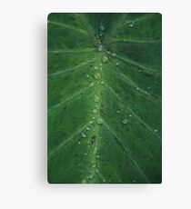 vegetable Canvas Print