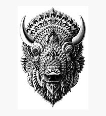 Bison Photographic Print