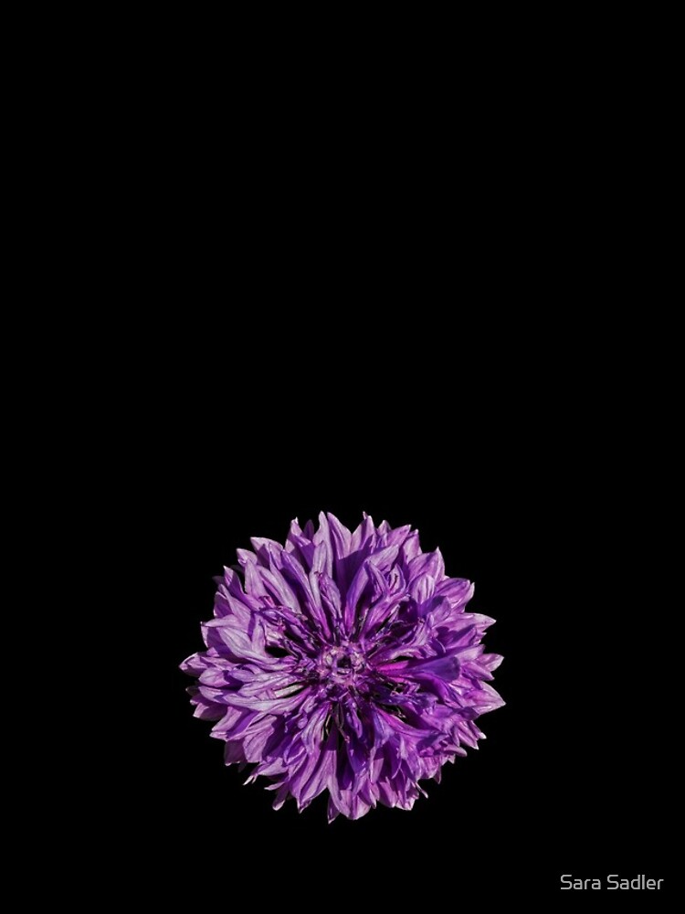 Purple cornflower by sadler2121
