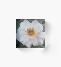 white for peace Acrylic Block