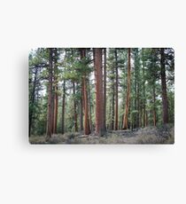 Ponderosa Pine Forest Canvas Print