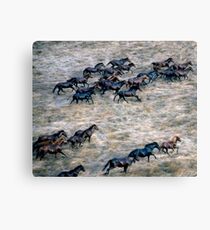 THE BRUMBY RUN Canvas Print